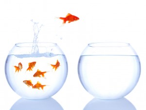 red fish jumping
