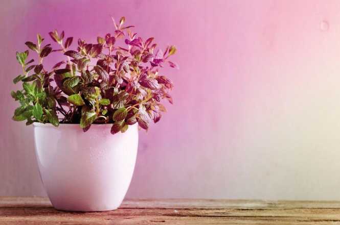 LED Filament Pflanzenlampe Plant R80 E27 6,5W 230V 